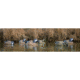 Higdon Outdoors 19953 Standard Blue Wing Teal Species Multi Color Foam Filled 6