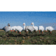 Higdon Outdoors APEX Full-Size Full-Body Variety Pack Decoy, Snow/Juvenile, 72338