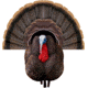 Higdon Outdoors APEX Strutter Hard Body Turkey, Lifesize, 63148