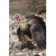 Higdon Outdoors Hard Body Laydown Hen Turkey Decoy, 63133