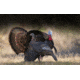 Higdon Outdoors Hard Body Upright Hen Turkey Decoy, 63111