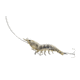 Live Target Shrimp Hybrid Bait,clear shrimp,#8,#6 SSH90SK919