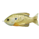 Live Target Sunfish HB,surface,natural/Grn Blugill4/0 SFH90T554