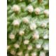 Moment T-Series Macro Lens, 10x, 130-107