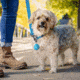 Nite Ize Wearabout Pet Clippable Tracker Holder, Blue, WATP-03T-R6