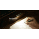 Olight OPen 120 Lumens LED Glow EDC Pen with Flashlight and Green Laser