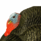 Primos Hunting Lil Gobbstopper Strutter Turkey Box Calls, 69076