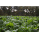 RaKK Fuel Tombstone 1/2 Acre Brassica/Clover Blend, Small, 7536
