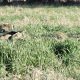 Red Rock Outdoor Gear Ghillie Blind Camouflage Netting - 4ft x 8ft Woodland, Woodland, One-Size 70985