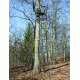 Rivers Edge Treestands 1-Man XL Ladder Stand, Black RE648