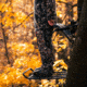 Rivers Edge Treestands Syct 2-Man Ladder Stand, Black RE642