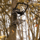 Rivers Edge Treestands Uppercut - LS Treestand, Black, 22ft 3in, RE671