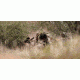 SIG SAUER Zulu5 8x42 Roof Prism Binocular w/HD Glass, Graphite SOZ58001