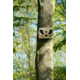 Spy Point Tiny Plus 10MP Invisible LED HD Trail Camera w/Time-Lapse and Multi-shot, Camo Tiny Plus
