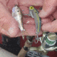 SteelShad Mini, 2 Pack, 1/4 Oz, Sexy Shad, SSL-10077