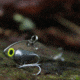 SteelShad Mini, 2 Pack, 1/4 Oz, Silver/Chrome, SSL-10075