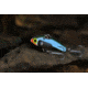 SteelShad Mini, 2 Pack, 1/4 Oz, Tennessee Shad, SSL-10116