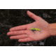 SteelShad Mini, 2 Pack, 1/4 Oz, Yellow Shad, SSL-10079