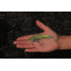 SteelShad XL Bait, 3/4 Oz, Gold, SSL-10013