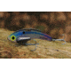 SteelShad XL Bait, 3/4 Oz, Kentucky Shad, SSL-10034