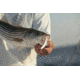 SteelShad XL Bait, 3/4 Oz, Silver/Chrome, SSL-10012