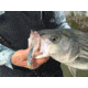 SteelShad XL Bait, 3/4 Oz, Silver/Chrome, SSL-10012