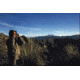 Steiner 8x22mm Safari Pro Binocular