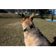United States Tactical Dog Collar w/ Quick-Release Buckle, Black, Medium UST-K9C00101QM