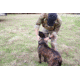United States Tactical Dog Collar w/ Quick-Release Buckle, Olive Drab, Large UST-K9C00103QL