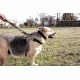 United States Tactical Dog Harness, Coyote, Medium UST-K9H00102M
