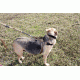 United States Tactical Dog Harness, Coyote, Medium UST-K9H00102M