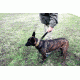 United States Tactical Dog Receiver Collar, Coyote, Medium UST-K9C00202M