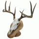 Walnut Hollow Deluxe Euro, Skull Display Kit Oak 29635