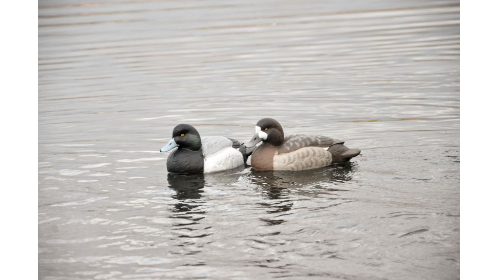 Avery Outdoors PG Blue-Bills-Lesser Scaup, 1/2 dozen, 77138