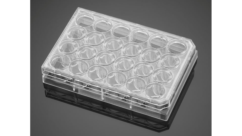 BD Plate Cell Culture 8UG CS24 354578