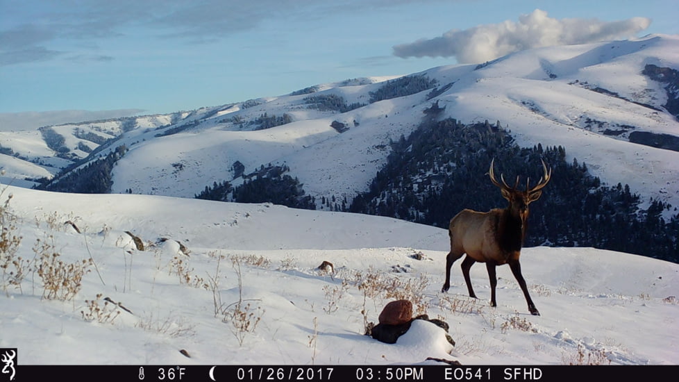 Browning Trail Cameras 24 MP Strike Force Pro Xd Dual Lens Full HD Trail Camera, CAMO, BTC-5PXD