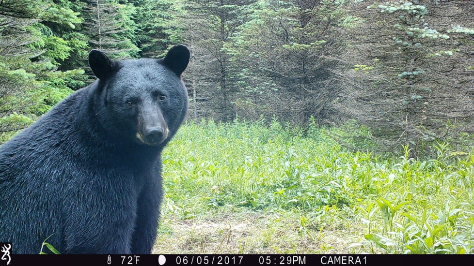 Browning Trail Cameras Strike Force Pro X-20MP, BTC-5HDPX