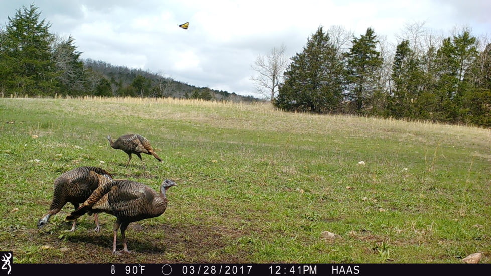 Browning Trail Cameras Strike Force Pro X-20MP, BTC-5HDPX