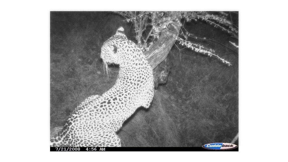 Photo taken with the Cuddeback Capture IR