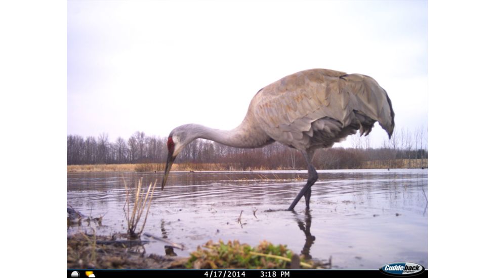 Cuddeback C2 Long Range Video Camera 20 MP Brown