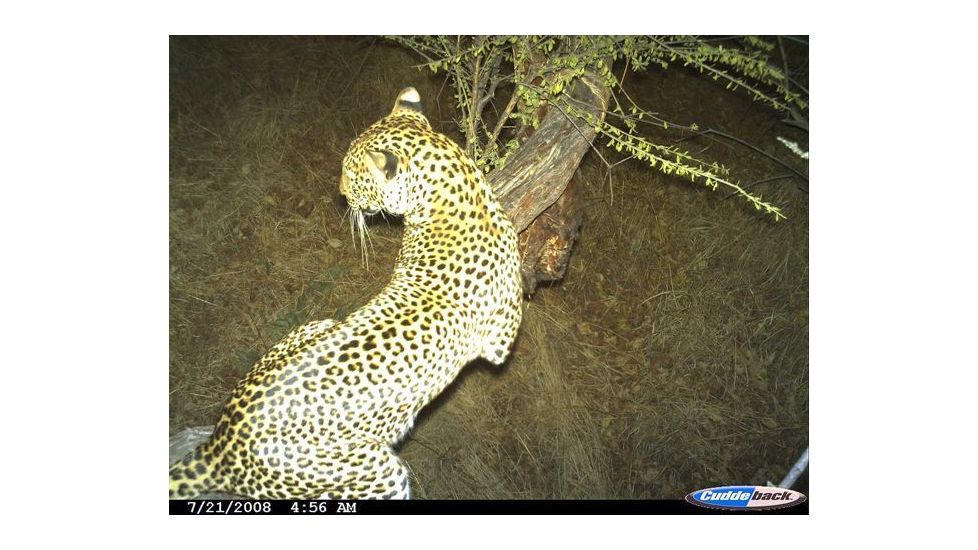 Sample Image Captured by Cuddeback Digital Scouting Camera 1125