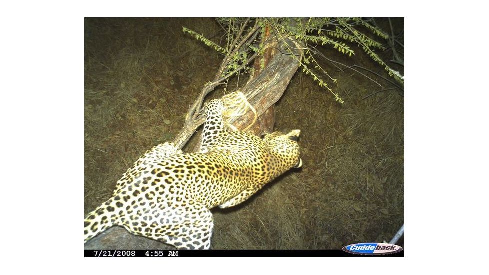 Sample Image Captured by Cuddeback Digital Scouting Camera 1125