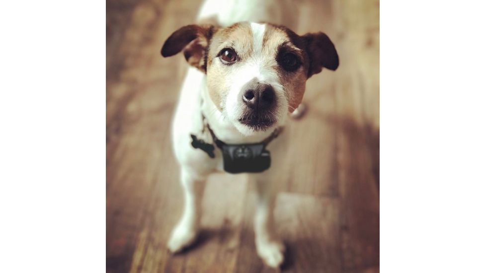 D.T. Systems Bark Boss No Bark Trainer, Black, 7&quot;-27&quot; Bark Boss