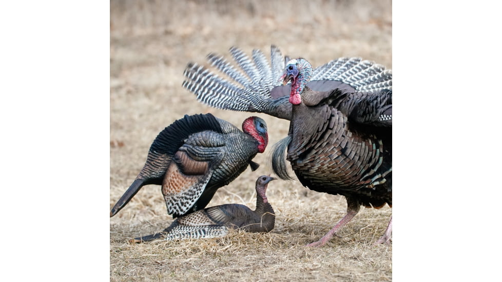 Dave Smith Decoys Mating Motion Pair Decoy