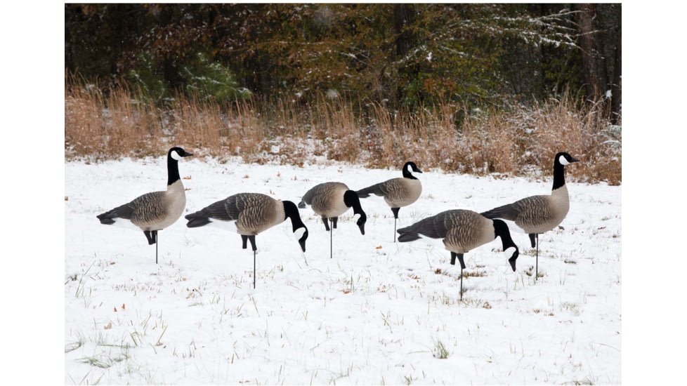 Higdon Outdoors APEX Full-Size Full-Body Variety Pack Decoy, Canada, 6 Pack, 72237