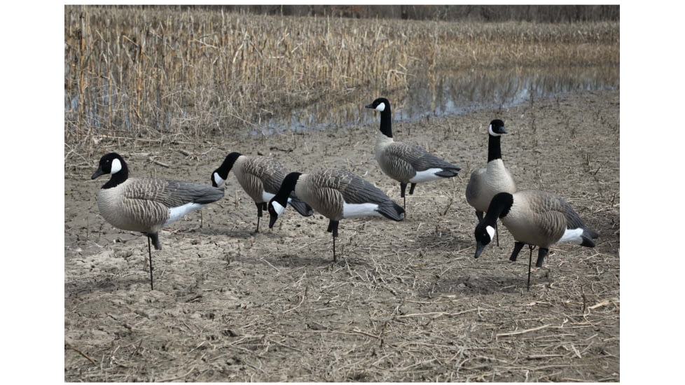Higdon Outdoors APEX Full-Size Full-Body Variety Pack Decoy, Canada, 6 Pack, 72237