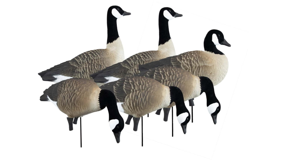 Higdon Outdoors APEX Full-Size Full-Body Variety Pack Decoy, Canada, 6 Pack, 72237