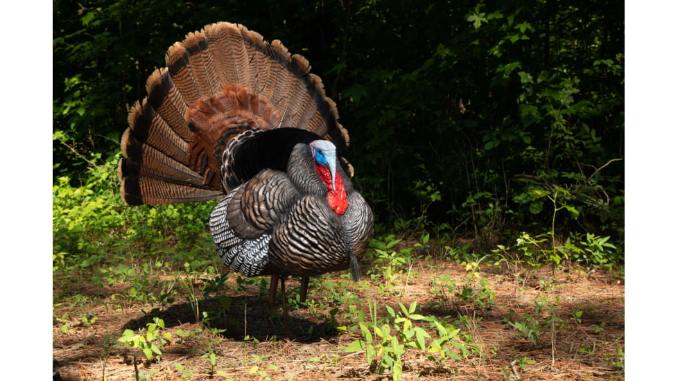 Higdon Outdoors APEX Strutter Hard Body Turkey, Lifesize, 63148