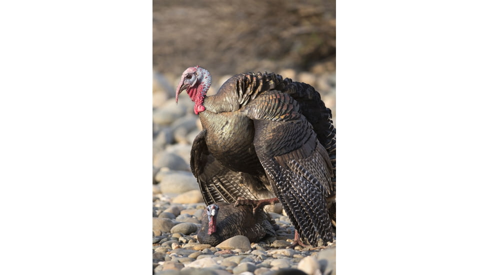 Higdon Outdoors Hard Body Laydown Hen Turkey Decoy, 63133