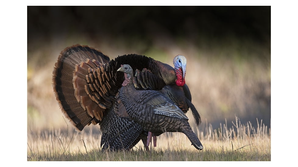 Higdon Outdoors Hard Body Upright Hen Turkey Decoy, 63111